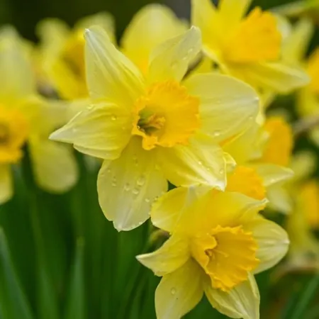 The Adorable Catalan Owl!!! Apartment Gerardmer