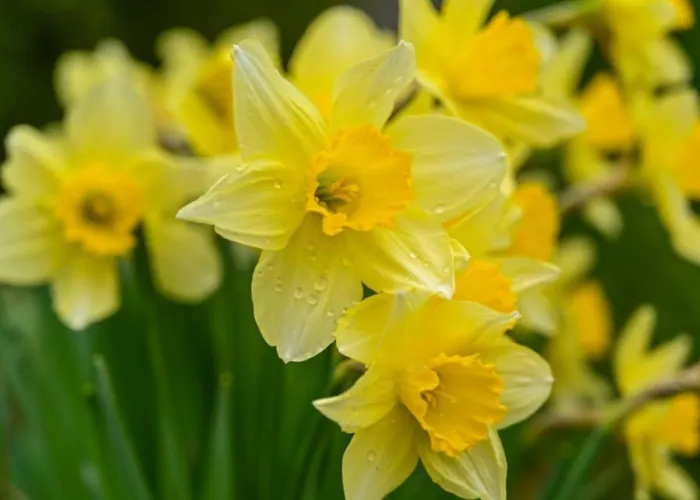 The Adorable Catalan Owl!!! Appartement Gérardmer